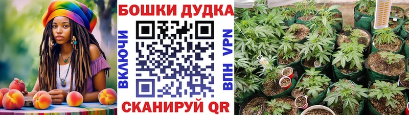 Бошки Шишки Amnesia  Чулым 